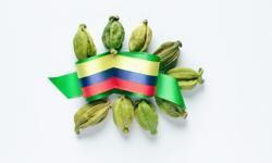 Featured image of post Cardamomo colombiano: sabor, calidad y oportunidad global