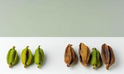 Featured image of post Cardamomo verde vs seco: diferencias, calidad y usos