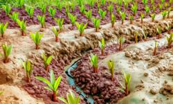 Featured image of post Cómo cultivar cardamomo en suelos arcillosos de Colombia