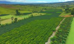 Featured image of post Cómo diversificar fincas cafeteras con cardamomo