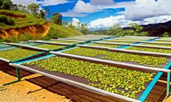 Featured image of post Cómo hacer secado solar de cardamomo de forma segura