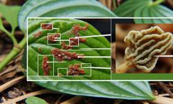 Featured image of post Cómo prevenir hongos en el cardamomo: guía MIP