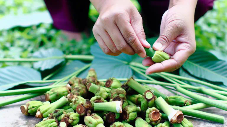 Featured image of post Cómo propagar cardamomo por rizomas paso a paso