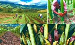 Featured image of post Cómo se cultiva el cardamomo en Colombia