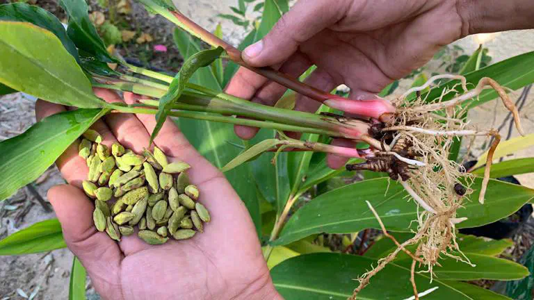 Featured image of post Cómo sembrar cardamomo: guía práctica para principiantes