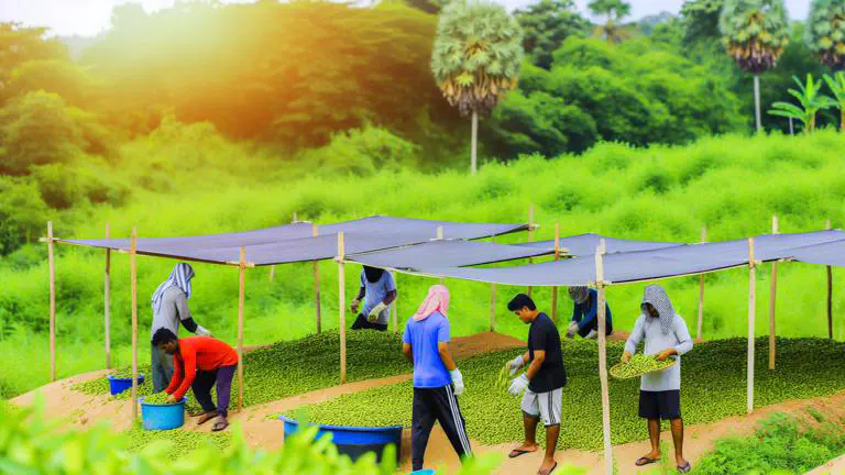 Featured image of post Cosecha y postcosecha del cardamomo: técnicas para máxima calidad