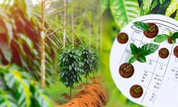 Featured image of post Cuál es la mejor época para sembrar cardamomo en el Eje Cafetero