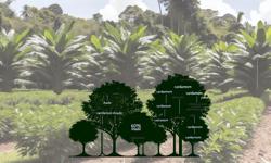 Featured image of post Cuánta sombra necesita el cardamomo: guía técnica