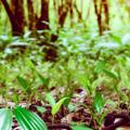 ¿Existe cardamomo silvestre en Colombia? Historia y realidad