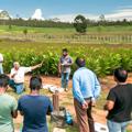 Formación en cultivo de cardamomo en Colombia