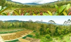 Featured image of post Por qué el cardamomo es ideal para diversificación agrícola