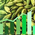 Precio del cardamomo 2025: tendencias y proyecciones