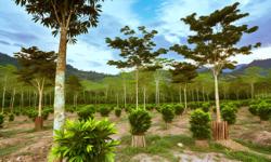 Featured image of post Producción sostenible de cardamomo en Colombia