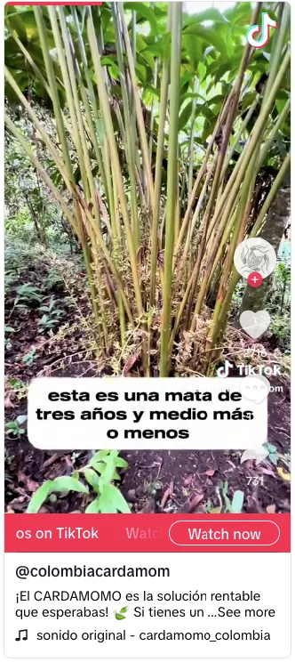 Cultivo de cardamomo bajo sombra natural