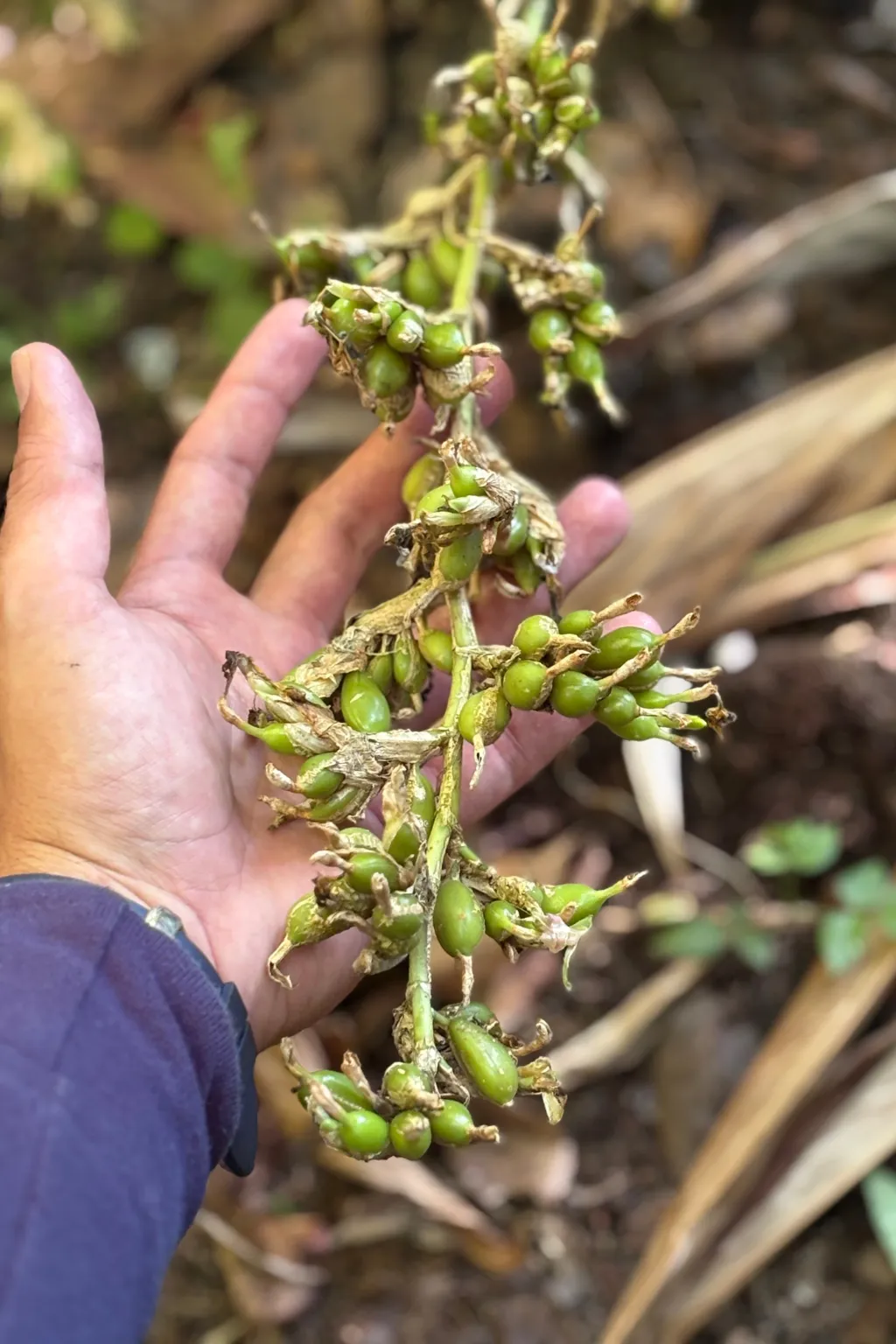 Guia agronómica para la siembra y sostenimiento de cultivos de cardamomo