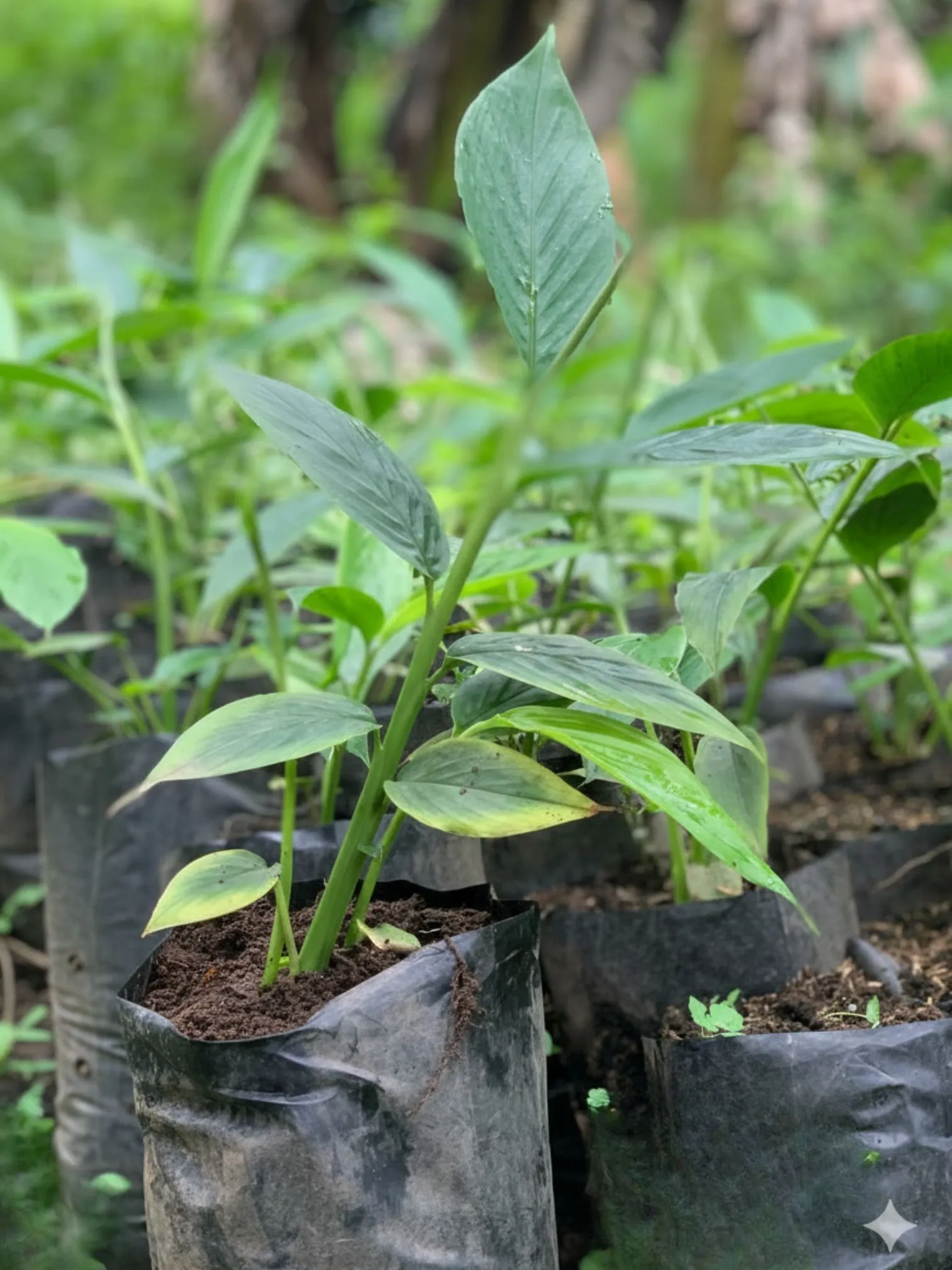 Plantas listas para trasplante