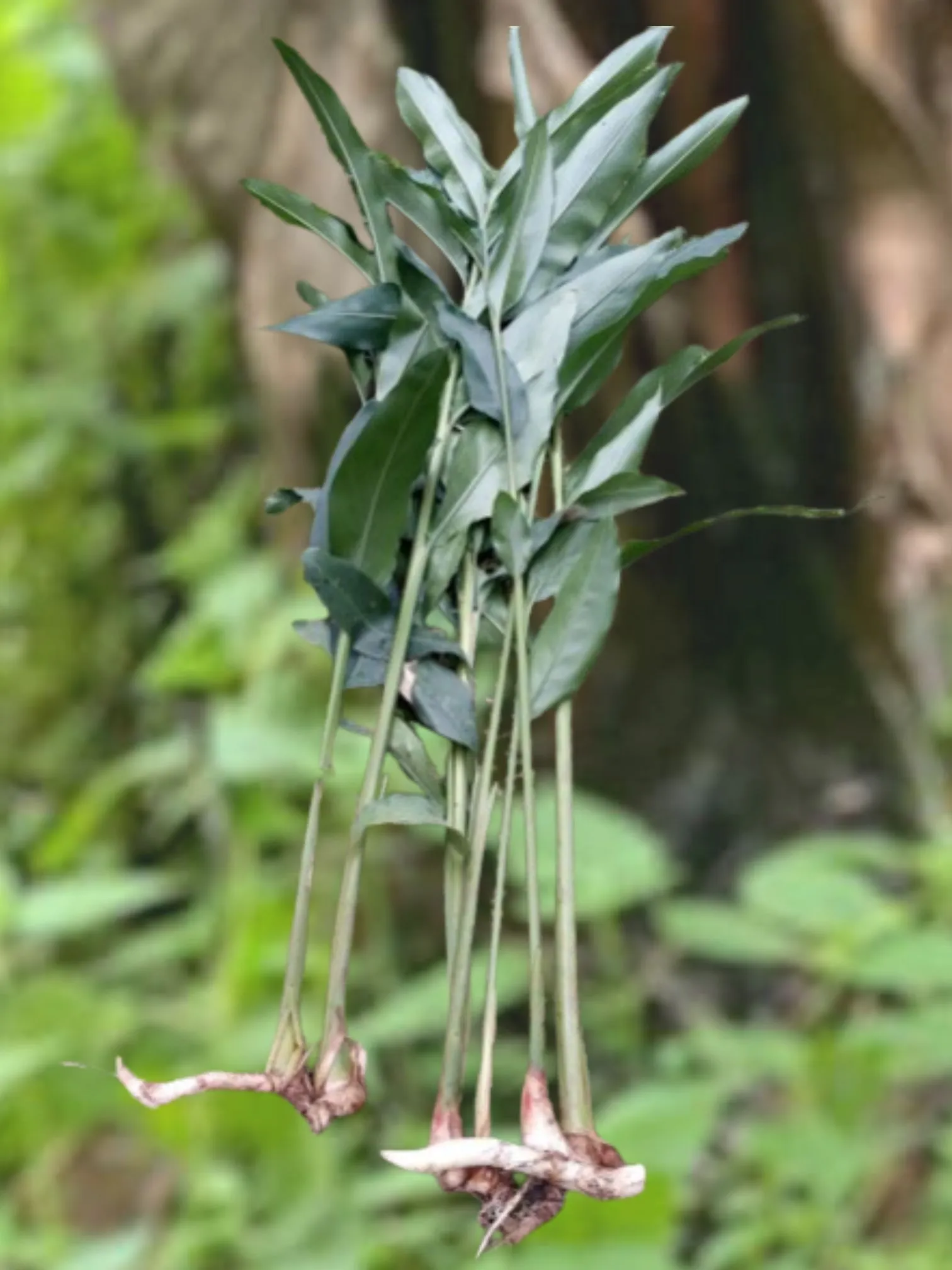 Rizomas de cardamomo