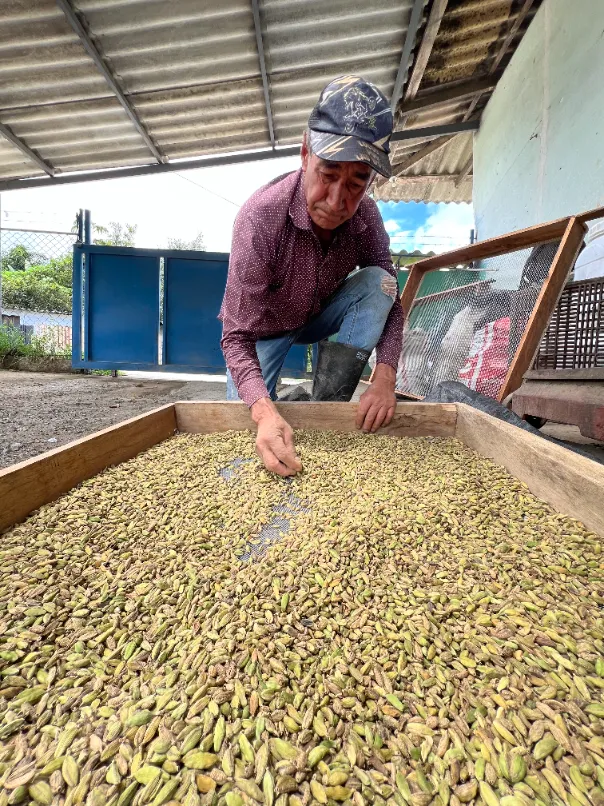 Selección y clasificación de cardamomo seco