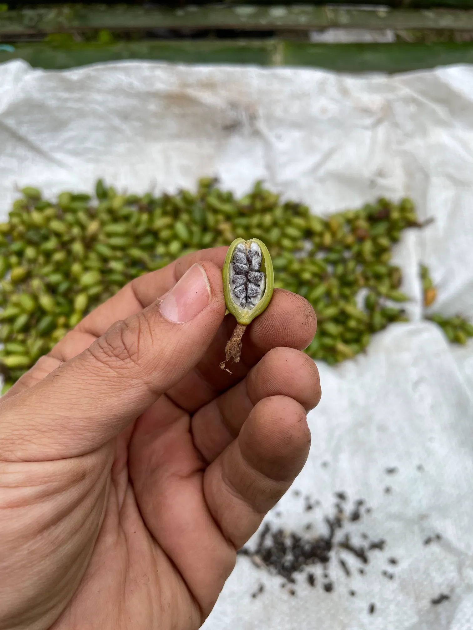 Aroma duce e intenso de cardamomo